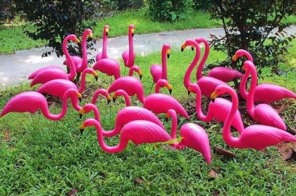 groep flamingo's